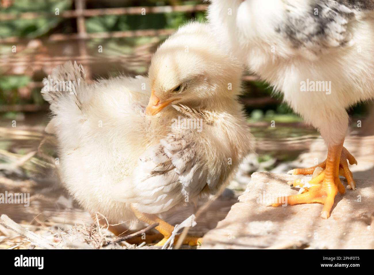 Piccoli pulcini liberi in fattoria, uccelli domestici Foto Stock