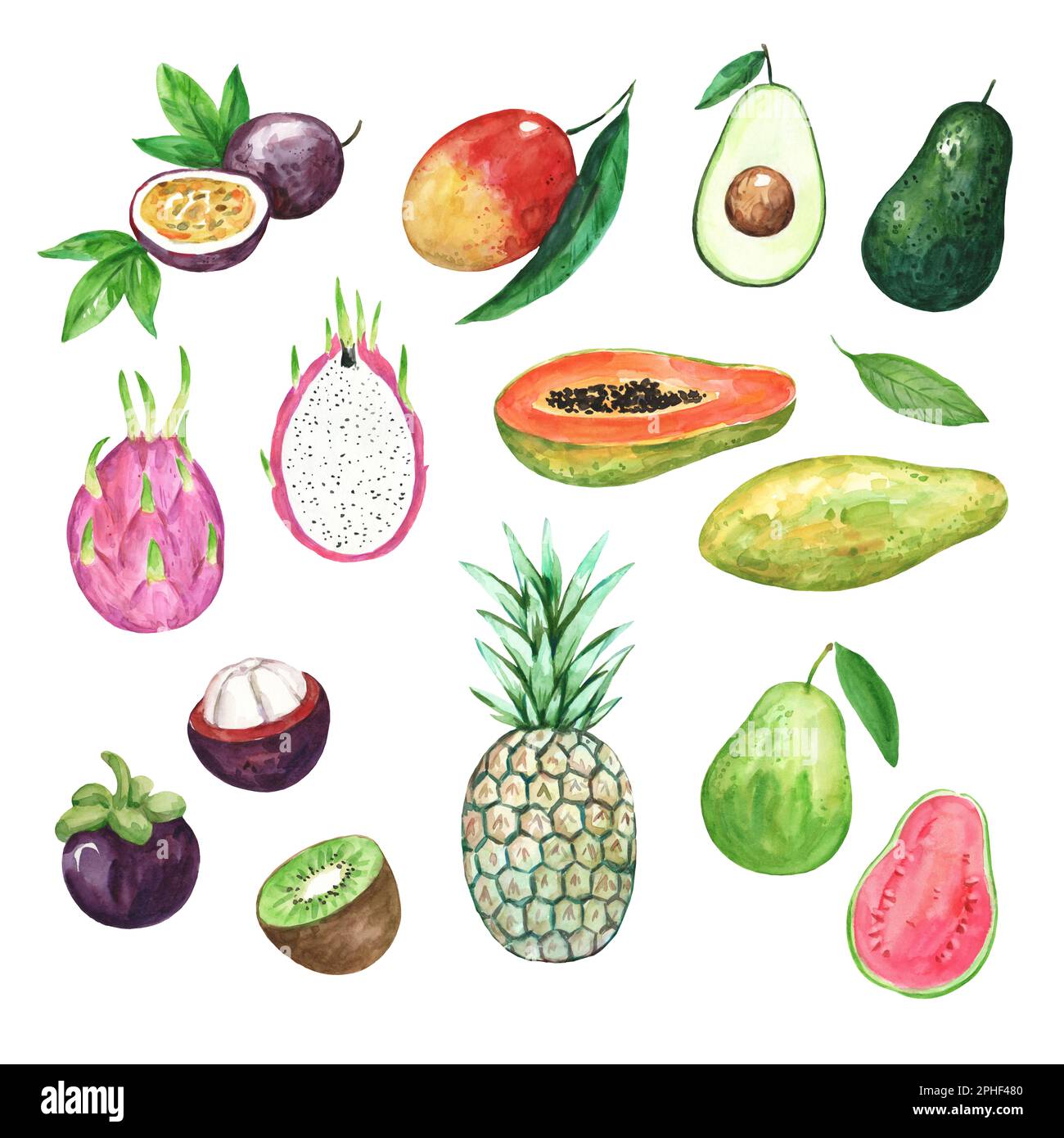 Grande collezione di frutti tropicali acquerelli. Illustrazione disegnata a mano per stampe e disegni Foto Stock