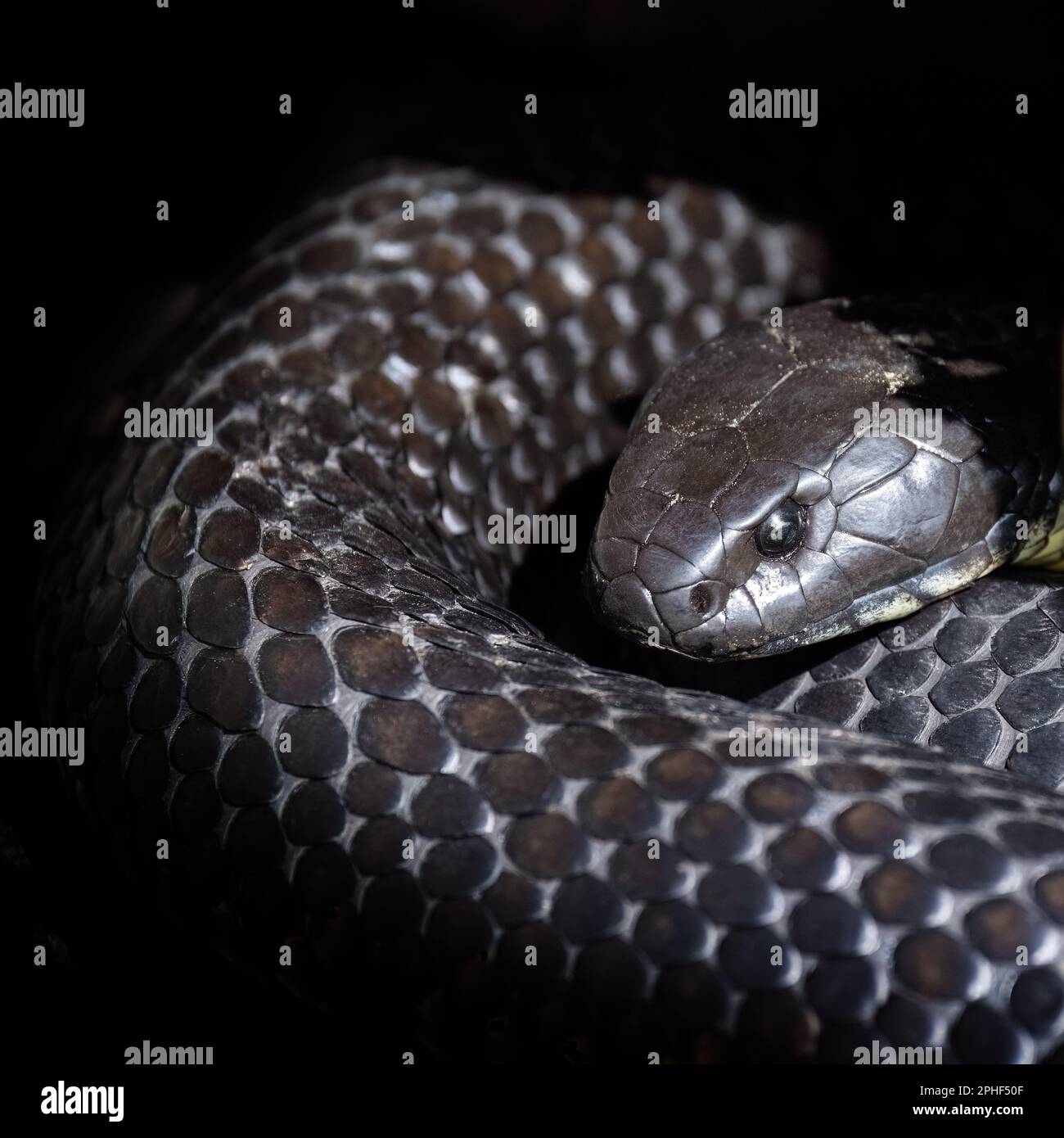Il serpente della tigre della Tasmania, notechis scutatus humphreysi, un serpente velenoso endemico della Tasmania e trovato solitamente intorno all'acqua, quali le paludi e le welands. Foto Stock