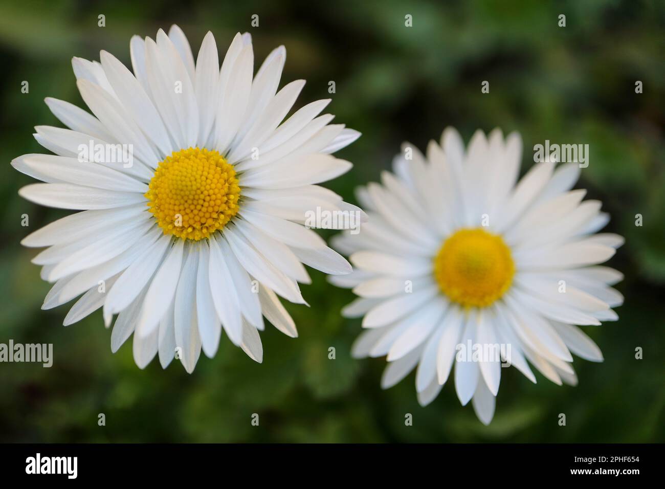 Margherite bianche comuni con stami gialli e foglie verdi, margherite primaverili con petali delicati nel giardino, macro testa di fiore, bellezza nella natura, Foto Stock