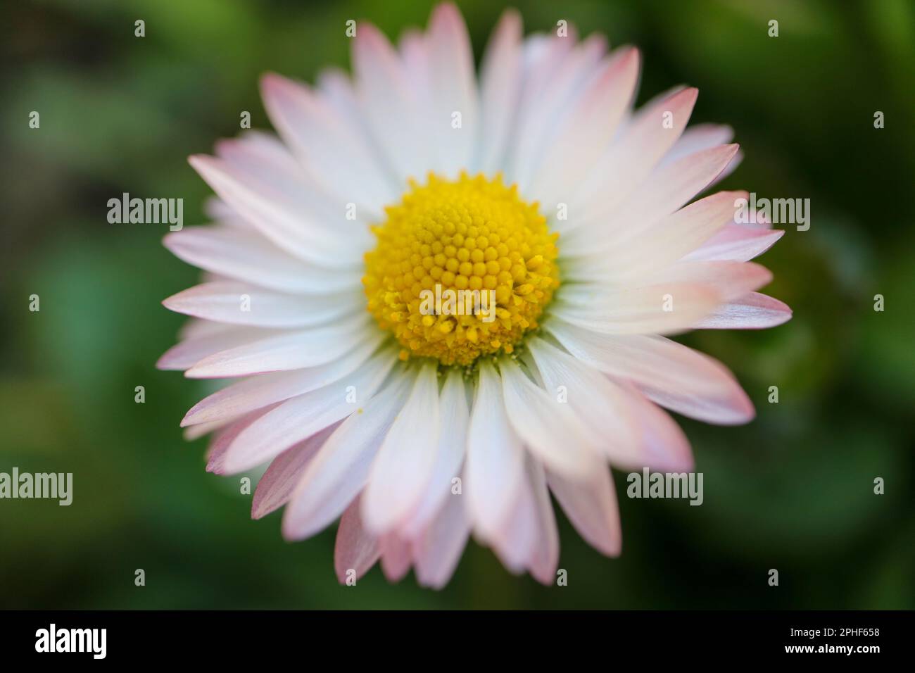 Margherita bianco comune con stami gialli e foglie verdi, margherita primavera con petali delicati in giardino, testa di fiore macro, bellezza in natura Foto Stock
