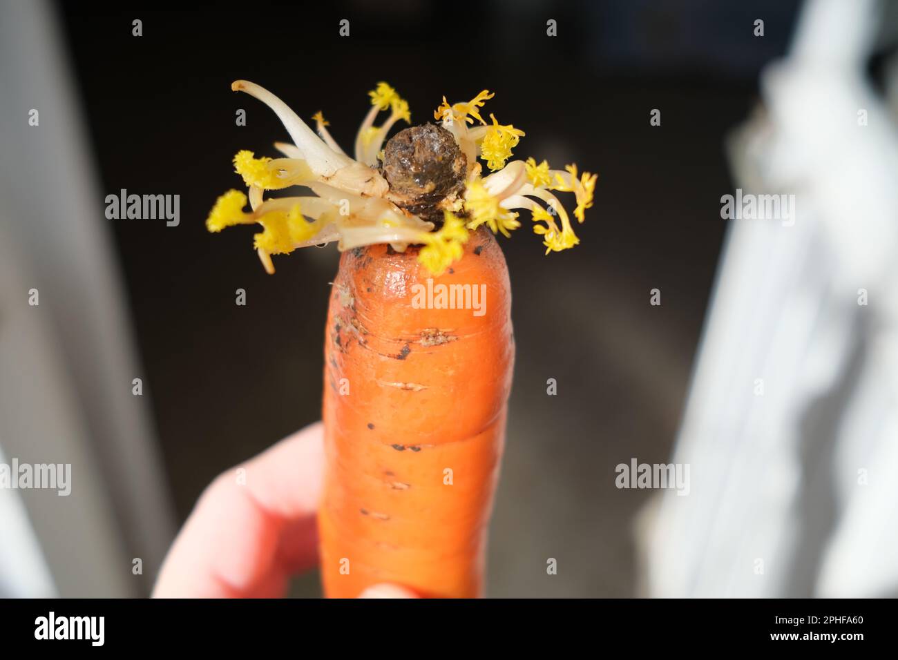 Il colore giallo è causato dalla mancanza di fotosintesi e disturbi metabolici, perché le verdure sono state conservate in una scatola chiusa. Foto Stock