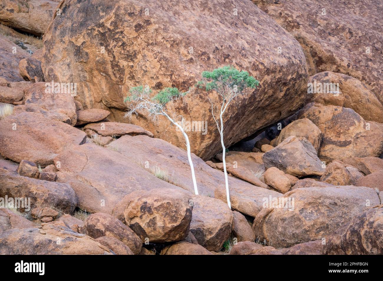 Albero del pastore verde, 2 alberi crescono tra rocce arancioni e massi. Le rocce brillano splendidamente nel tardo pomeriggio sole. Damaraland, Namibia, Africa Foto Stock