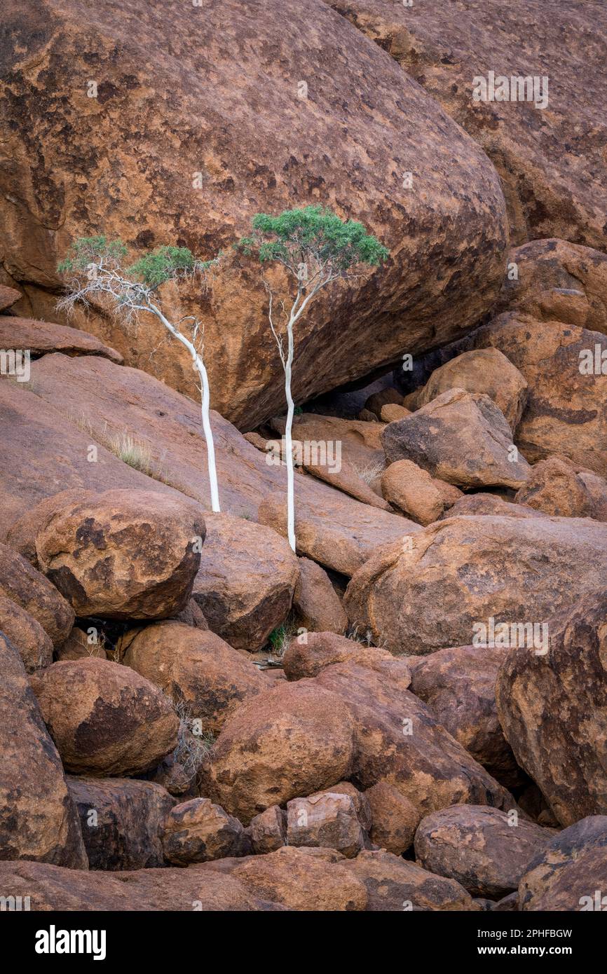 Albero del pastore verde, 2 alberi crescono tra rocce arancioni e massi. Le rocce brillano splendidamente nel tardo pomeriggio sole. Damaraland, Namibia, Africa Foto Stock