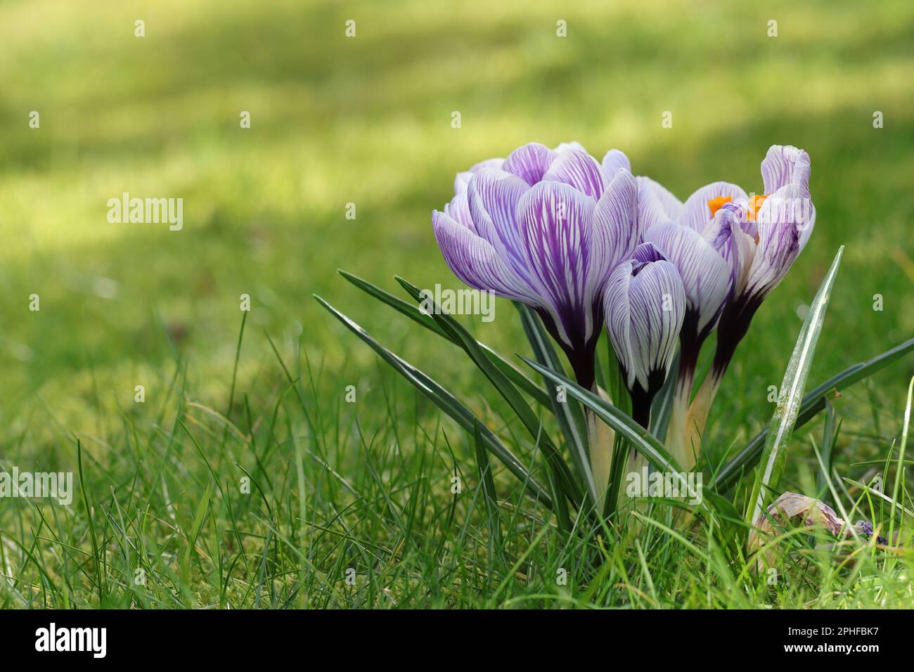 Primo piano di un piccolo gruppo di croci primavera a righe viola-bianche in un prato illuminato dal sole, spazio copia Foto Stock