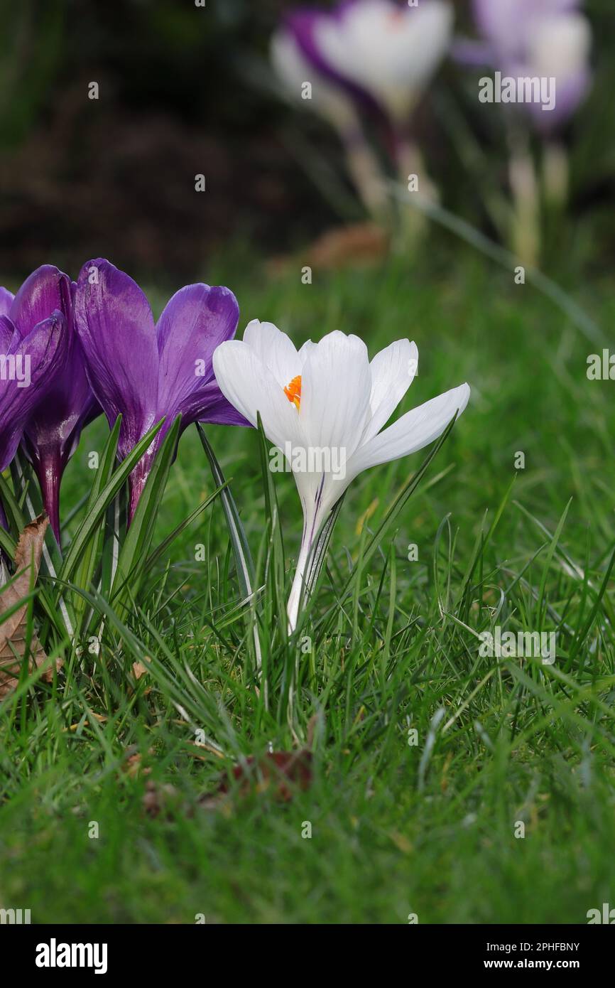 Primo piano di un crocus vernus bianco in un prato, vista laterale Foto Stock