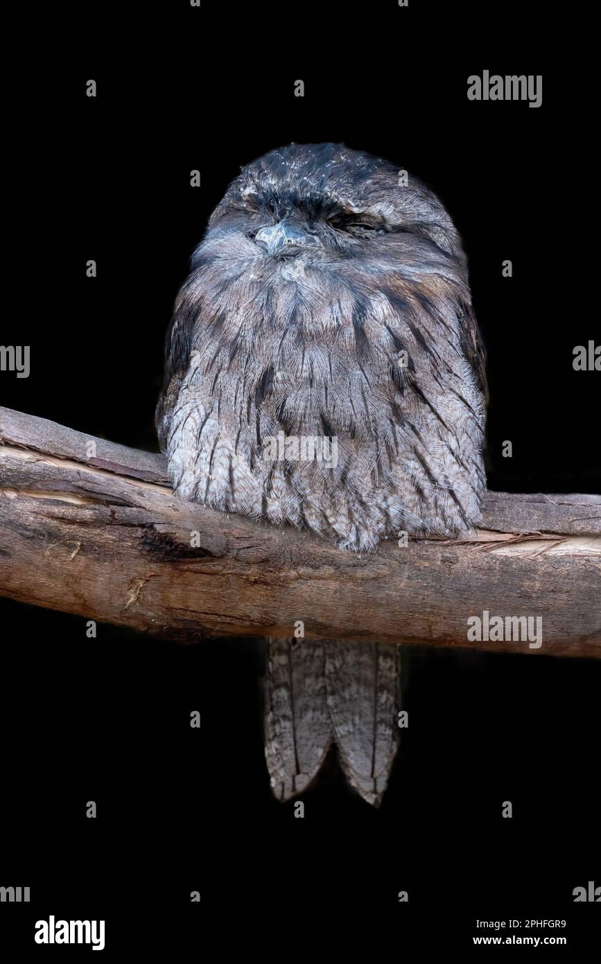 Gufo bruno, podargus strigoides, arroccato su un albero e isolato su uno sfondo nero. Foto Stock