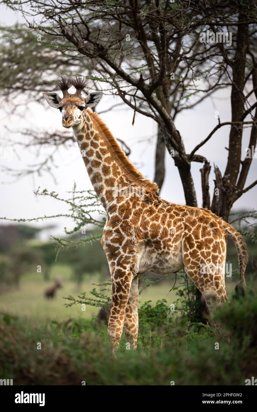 Primo piano di un bambino selvaggio Maasai Giraffe con cordone ombelicale nella savana nel Parco Nazionale del Serengeti, Tanzania, Africa Foto Stock