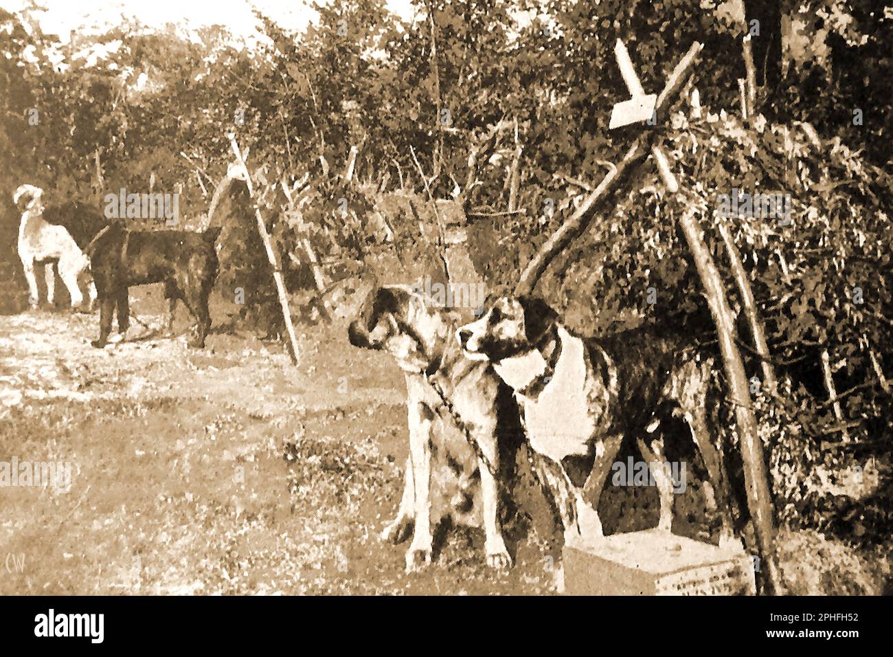 WWI - cani di guerra in Belgio utilizzati per trainare carrelli carichi di merci leggere. -- Première Guerre mondiale - Les chiens de guerre en Belgique sont utilisés pour tirer des charrettes à chiens chargées de marchandises légères. - Erster Weltkrieg - Kriegshunde in Belgien werden verwendet, um Hundekarren zu ziehen, die mit leichten Gütern beladen sind. Foto Stock