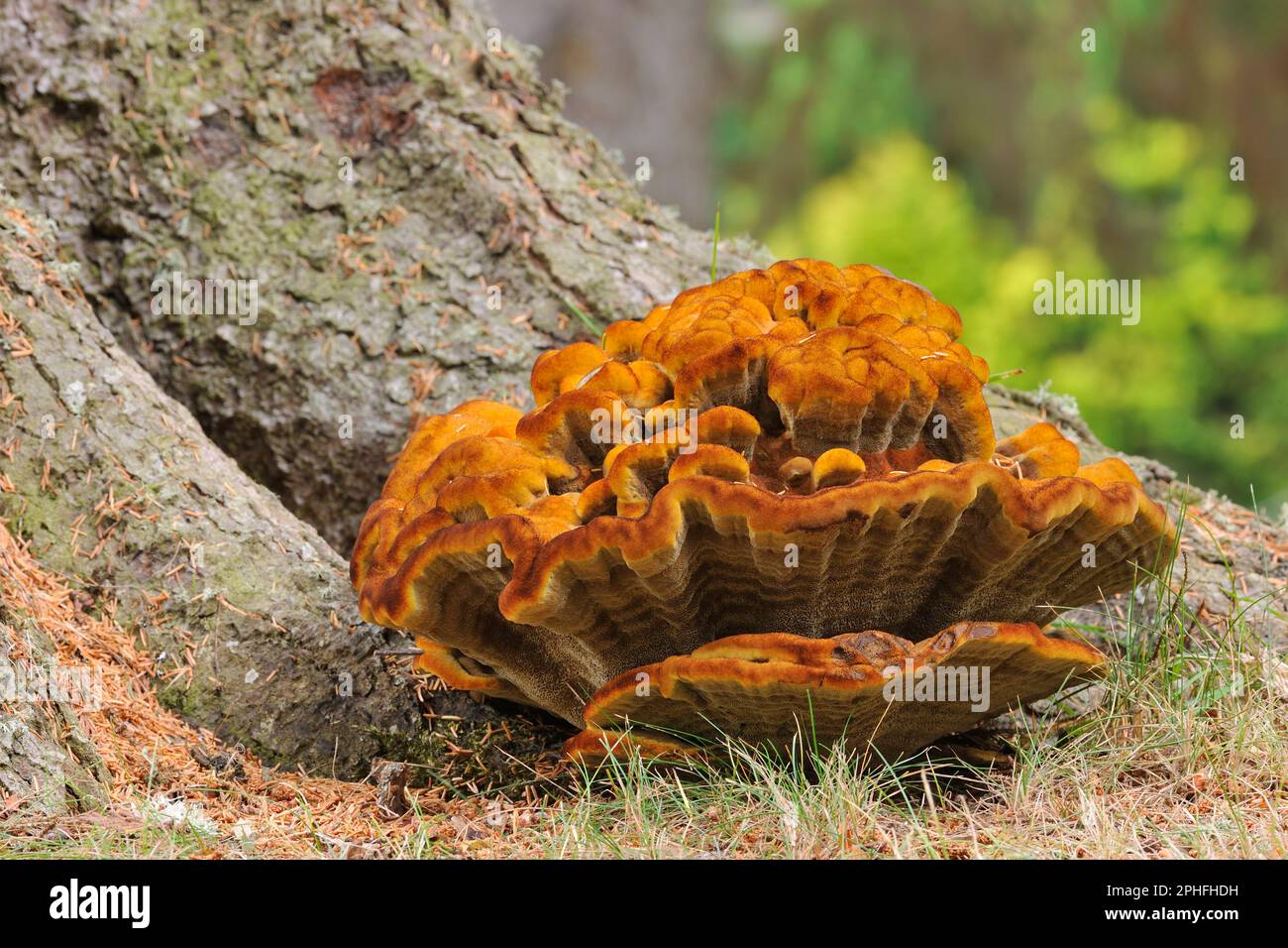 Funghi Mazegill di Dyer (Phaeolus schweinitzii) corpo maturo fruttifero che cresce alla base di un abete douglas, Inverness-shire, Scozia, settembre 201 Foto Stock