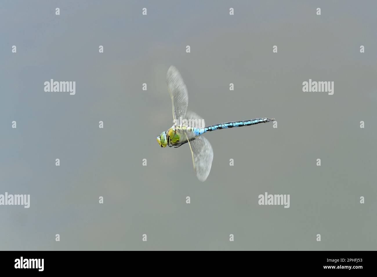 Emperor Dragonfly (Anax imperator) maschio che sorvola lo stagno di fauna selvatica recentemente costruito a tre Hagges Wood Meadow, North Yorkshire, Inghilterra, giugno 2 Foto Stock