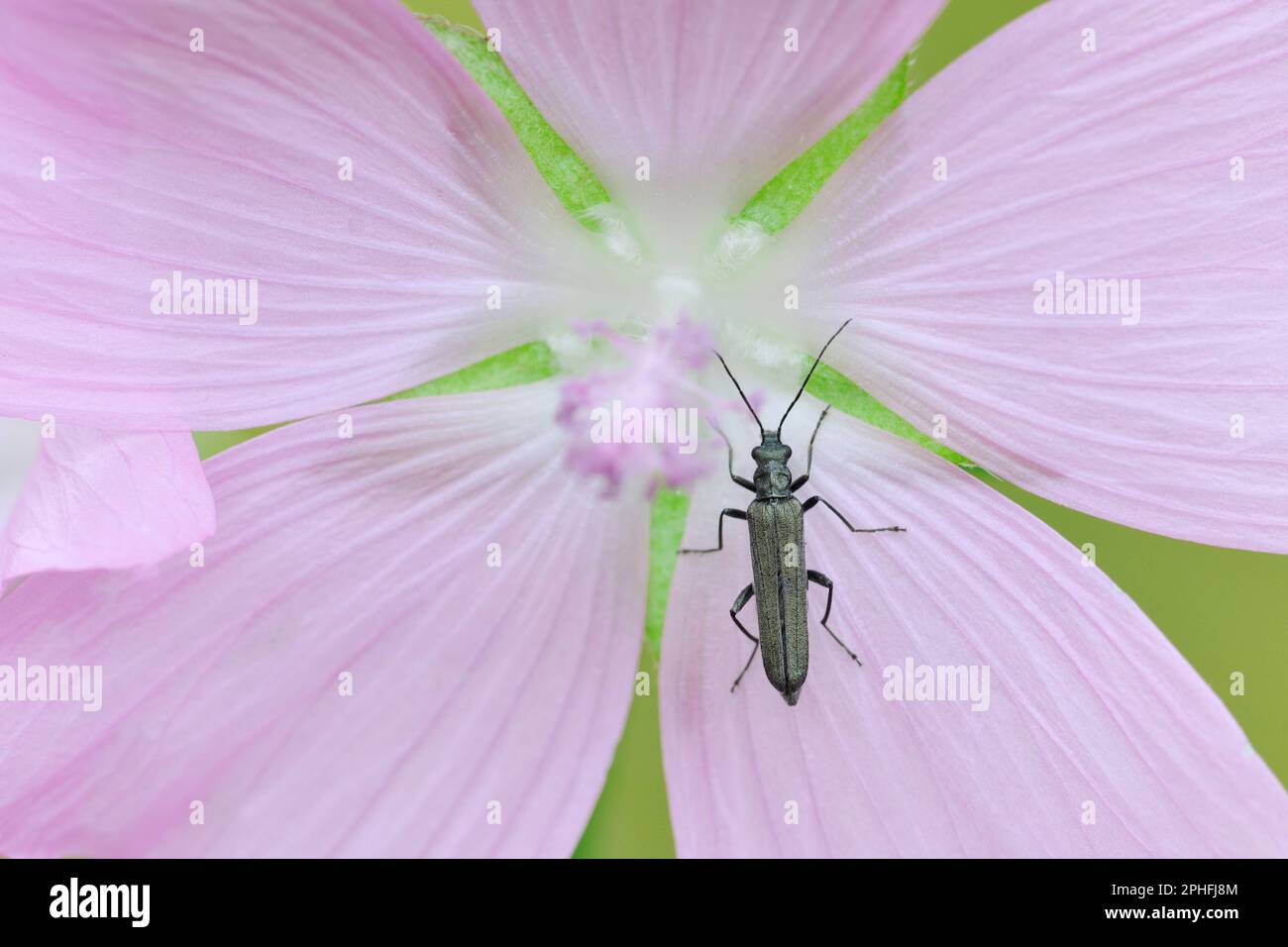 Falso Beetle Blister (Oedemera lurida) su petali di muschio fiore mallow (Malva moschata), tre Hagges legno Meadow, Escrick, North Yorkshire, Inghilterra, Foto Stock