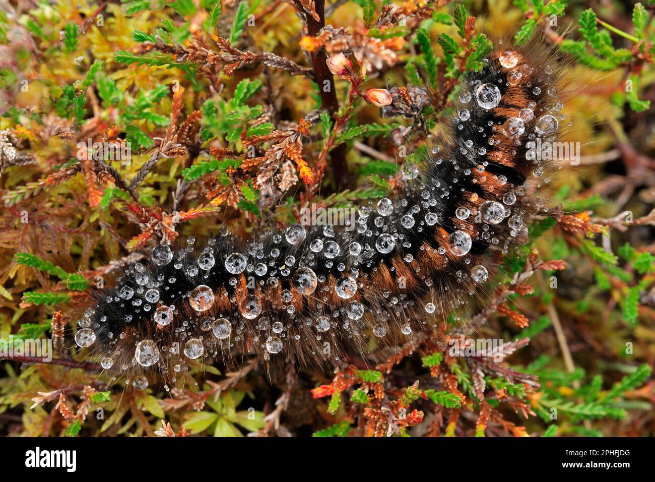 Fox moth (Macromylacia rubi) larve / bruco in pioggia, Inverness-shire, Scozia, ottobre 2019 Foto Stock