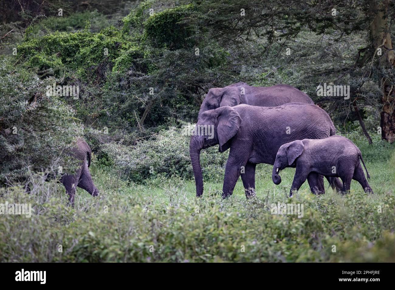 Mandria di elefante africano grigio selvaggio con un bambino nella savana nel Parco Nazionale del Serengeti, Tanzania, Africa Foto Stock