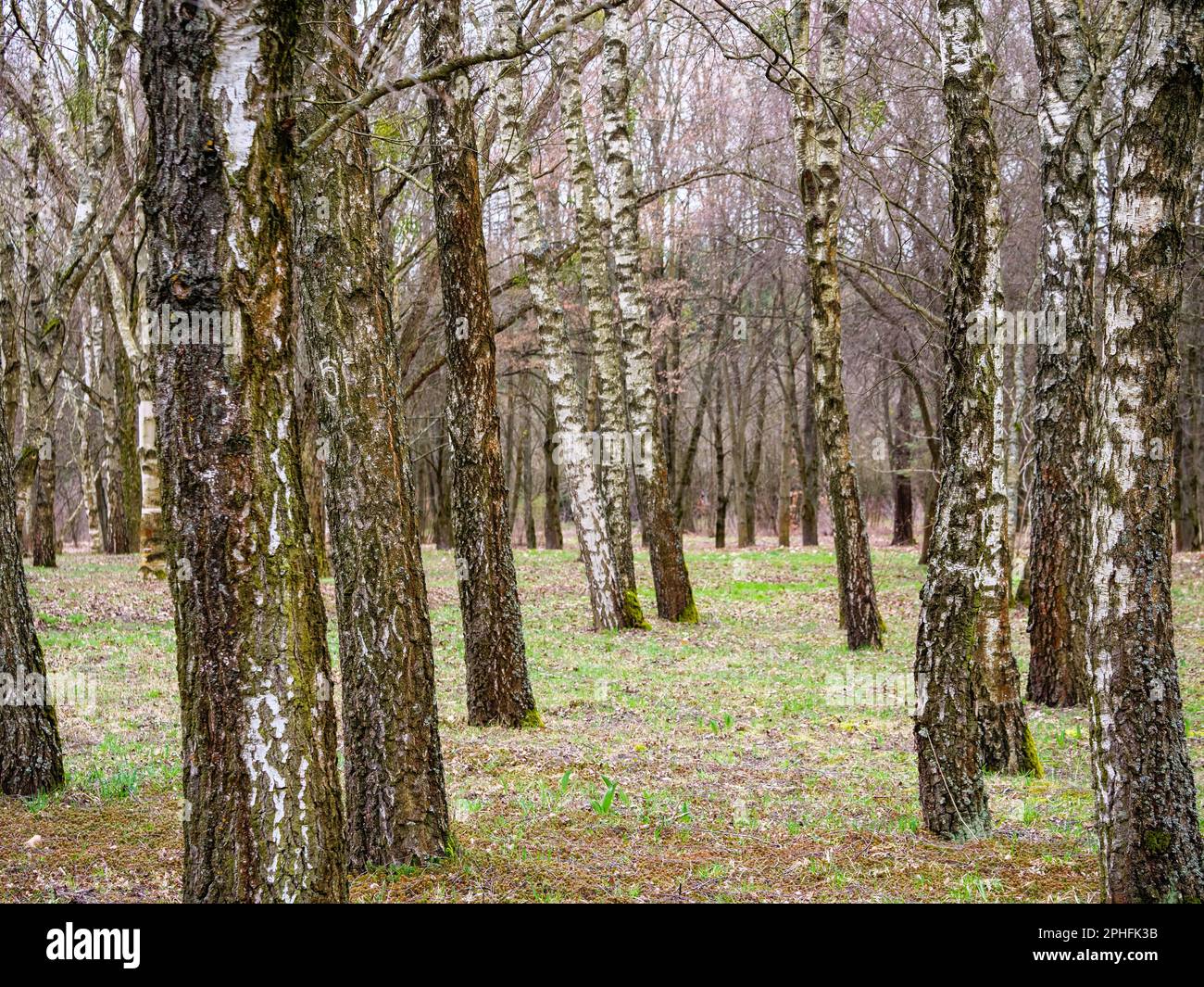 Tronchi verticali, boschetto di betulla, foglie sparse Foto Stock