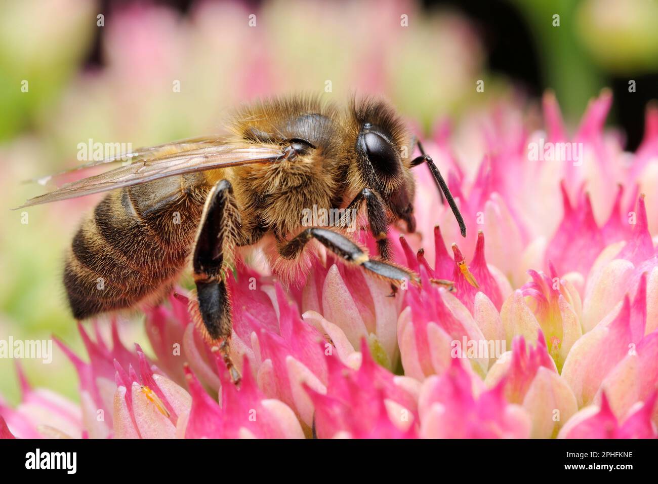 Honeybee (Apis mellifera) alimentazione sul nettare di pianta coltivata di sedum spectabile in giardino, Berwickshire, Scozia, settembre 2016 Foto Stock