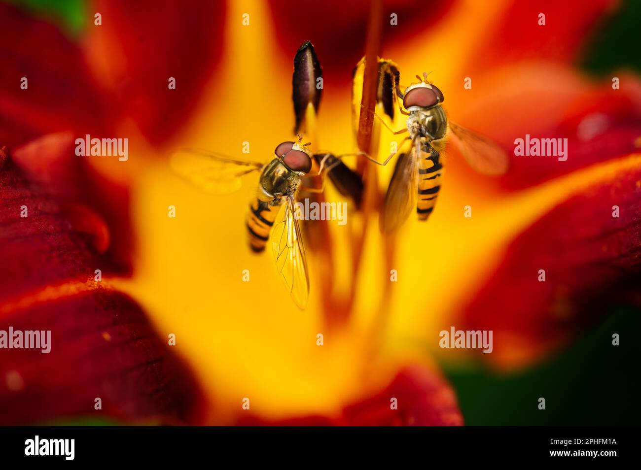 sorvola la raccolta di polline nel cuore di un iride Foto Stock