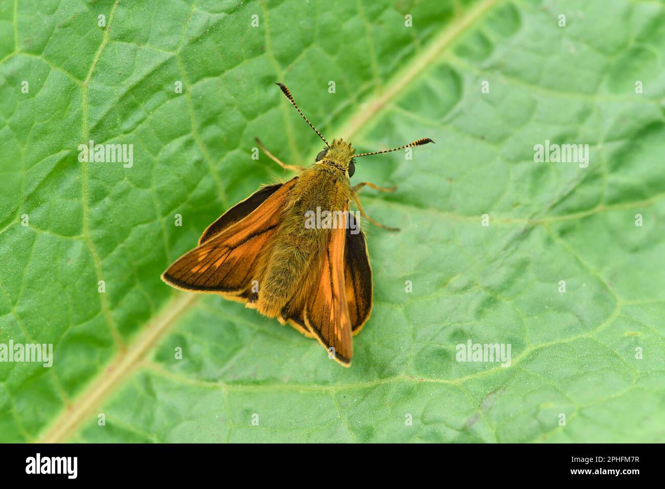 Gran farfalla Skipper (Ochlodes sylvanus) che si basa sulla foglia del molo a tre Hagges Wood Meadow, North Yorkshire, Inghilterra, giugno 2021 Foto Stock