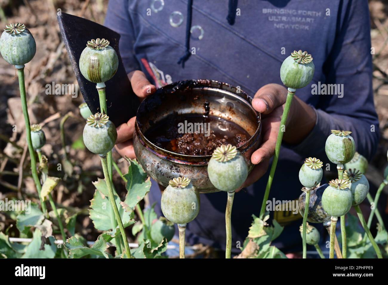 Parapgarh, India. 23rd Mar, 2023. (3/23/2023) Opium è anche una delle maggiori colture di Pratapgarh, ci sono 6.781 proprietari di licenze agricoltori nel distretto. I fiori di oppio iniziano a provenire dalla pianta entro 100 - 115 giorni dalla semina del papavero. Dopo questo, doda inizia a uscire dai fiori in 15 a 20 giorni. (Foto di Shaukat Ahmed/Pacific Press/Sipa USA) Credit: Sipa USA/Alamy Live News Foto Stock
