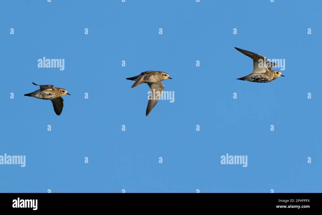 Un trio di Golden Plovers (Pluvialis albicaria) in volo contro un cielo blu, Northumberland Foto Stock