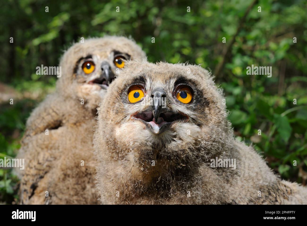 Sguardi di giovani gufi di aquila... Gufo di aquila europea (Bubo bubo), due giovani uccelli Foto Stock