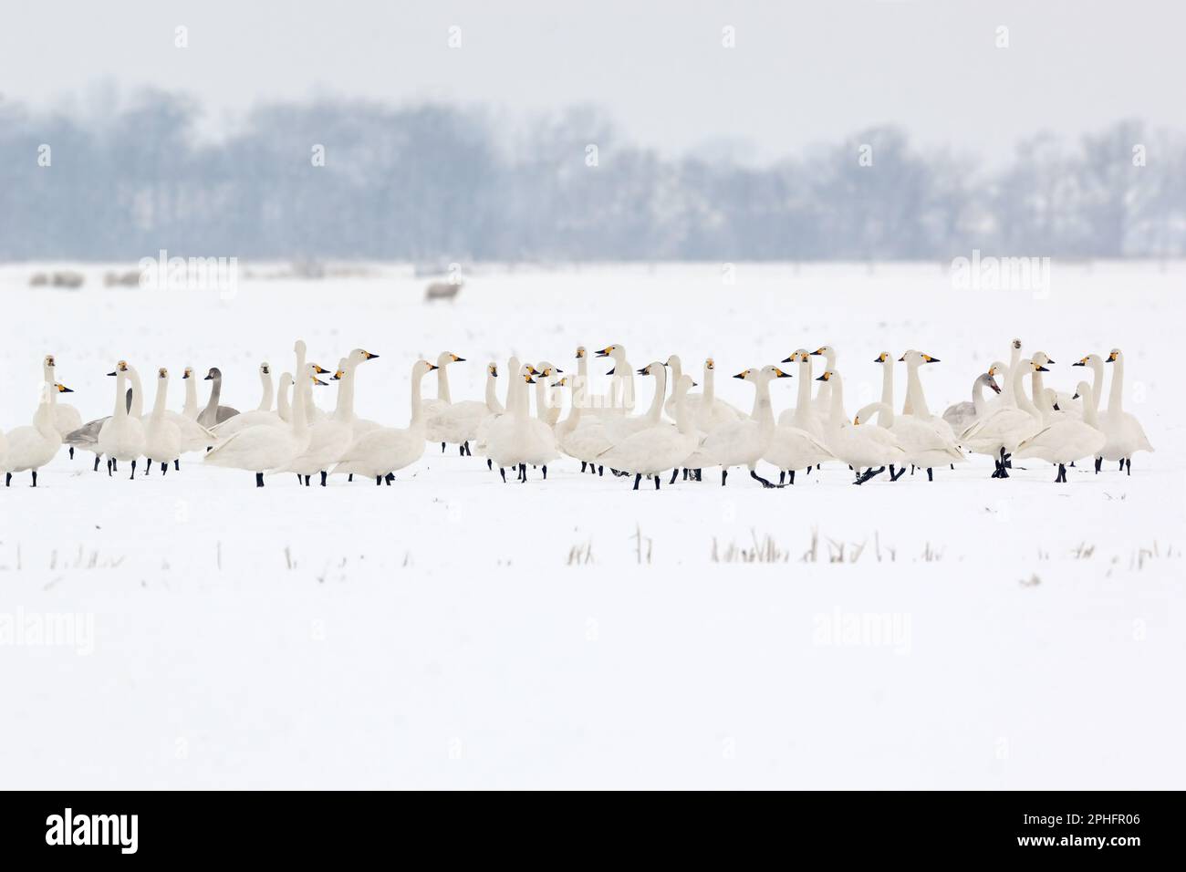 avviso... Cigni di Bewick ( Cygnus bewickii ), grande gruppo seduto tutti insieme su un campo innevato Foto Stock