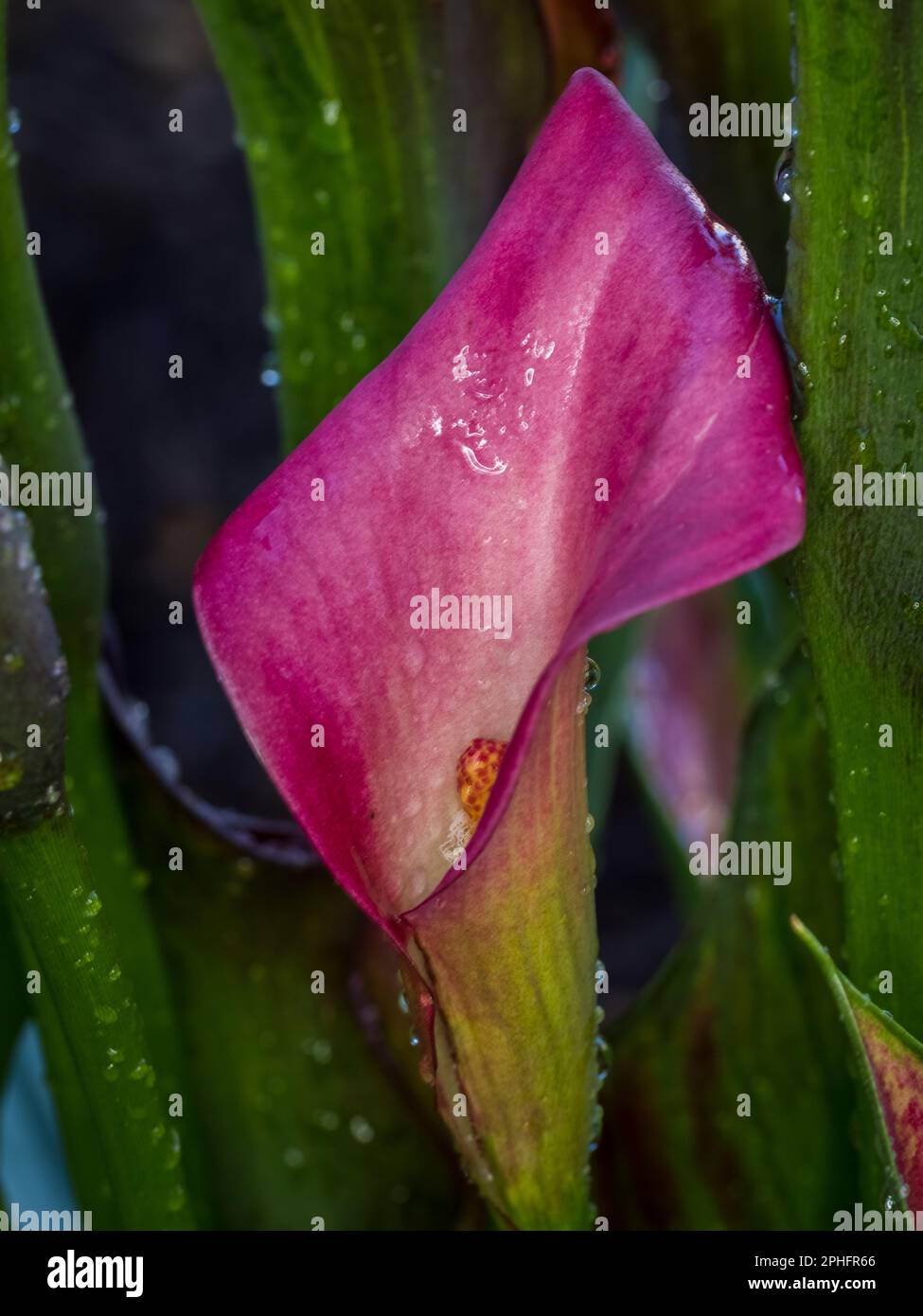 Primo piano di un giglio di calla rosa (Zantedeschia aethiopica) conosciuto anche come giglio di arum Foto Stock