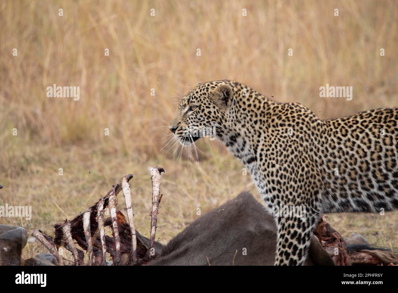 Per il pranzo. Kenya: QUESTE immagini COMICHE mostrano un leopardo in un punto di fastidio mentre i suoi occhi si gonfiavano mentre scuoteva le mosche pesky come ha cercato di godere Foto Stock