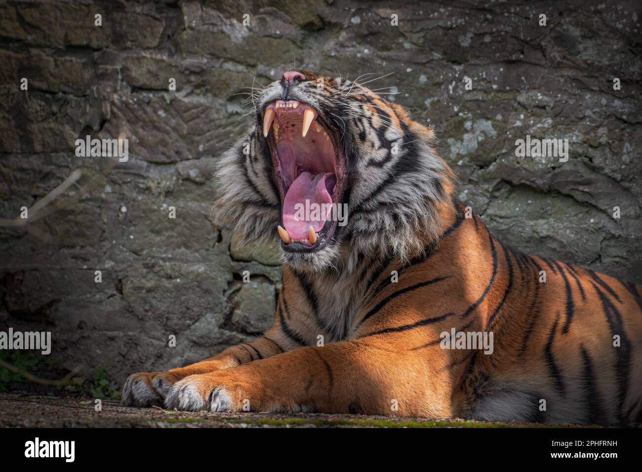 Un grande sbadiglio. Dudley, Regno Unito: LE IMMAGINI SBALORDITIVE mostrano Joao la tigre da vicino mentre ride alla macchina fotografica. Un'immagine mostra la tigre arricciandosi le labbra in un Foto Stock