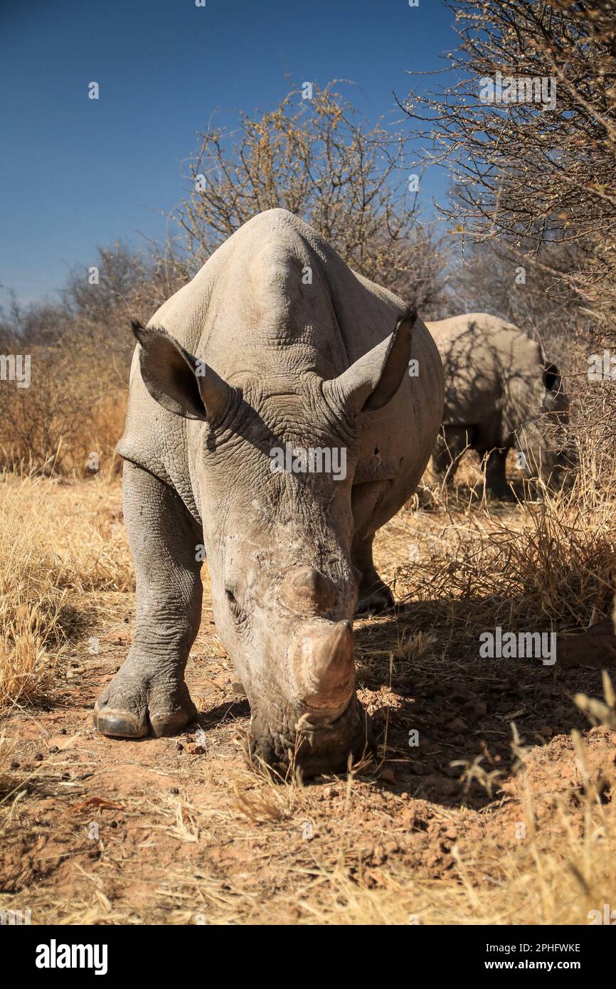 Da vicino. Nambia: QUESTE IMMAGINI MOZZAFIATO mostrano un fotografo che si avvicina e si fa personale con un paio di giovani rinoceronti bianchi. Un'immagine mostra la foto Foto Stock