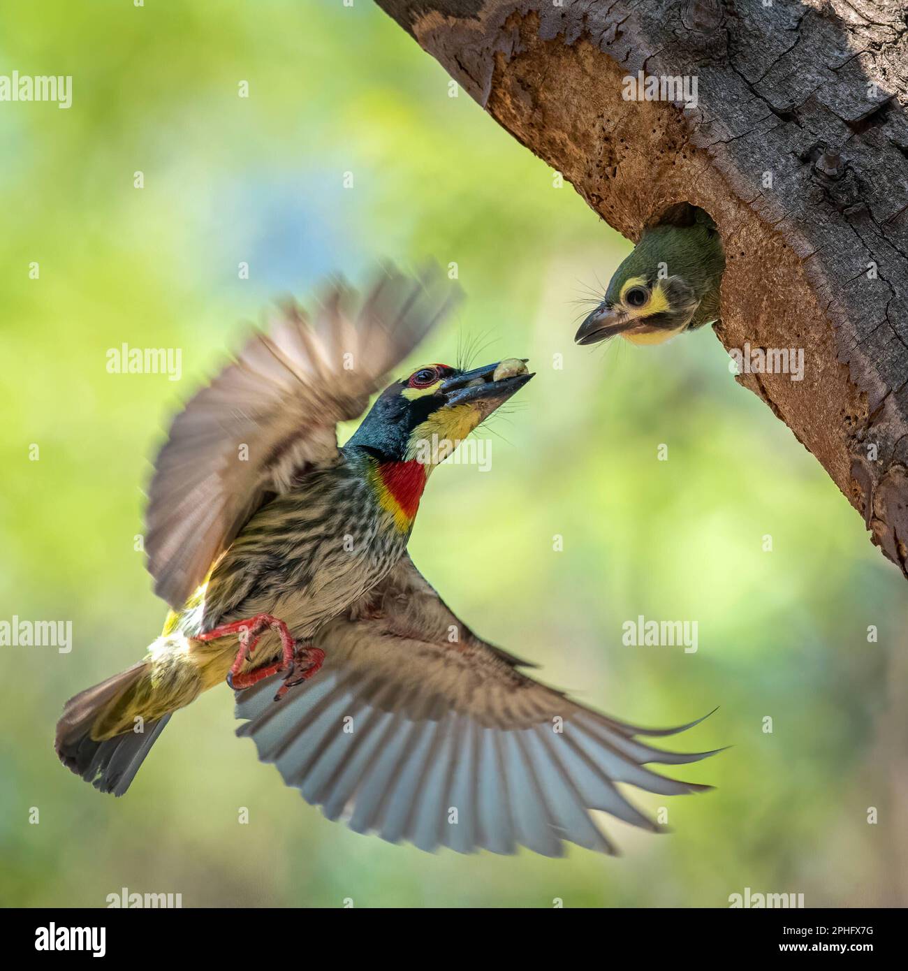 Volare al suo bambino. India: QUESTE IMMAGINI mostrano un legame amorevole tra una madre e il suo bambino, come questo uccello nutre il suo bambino come lei sta dando un amore Foto Stock