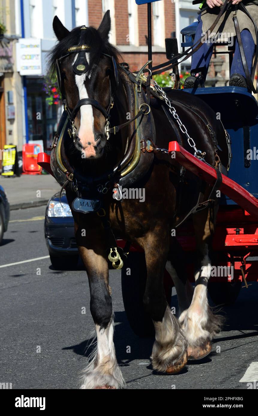 Wadworth shire Horse Max consegna birra a Devizes in dray. Foto Stock