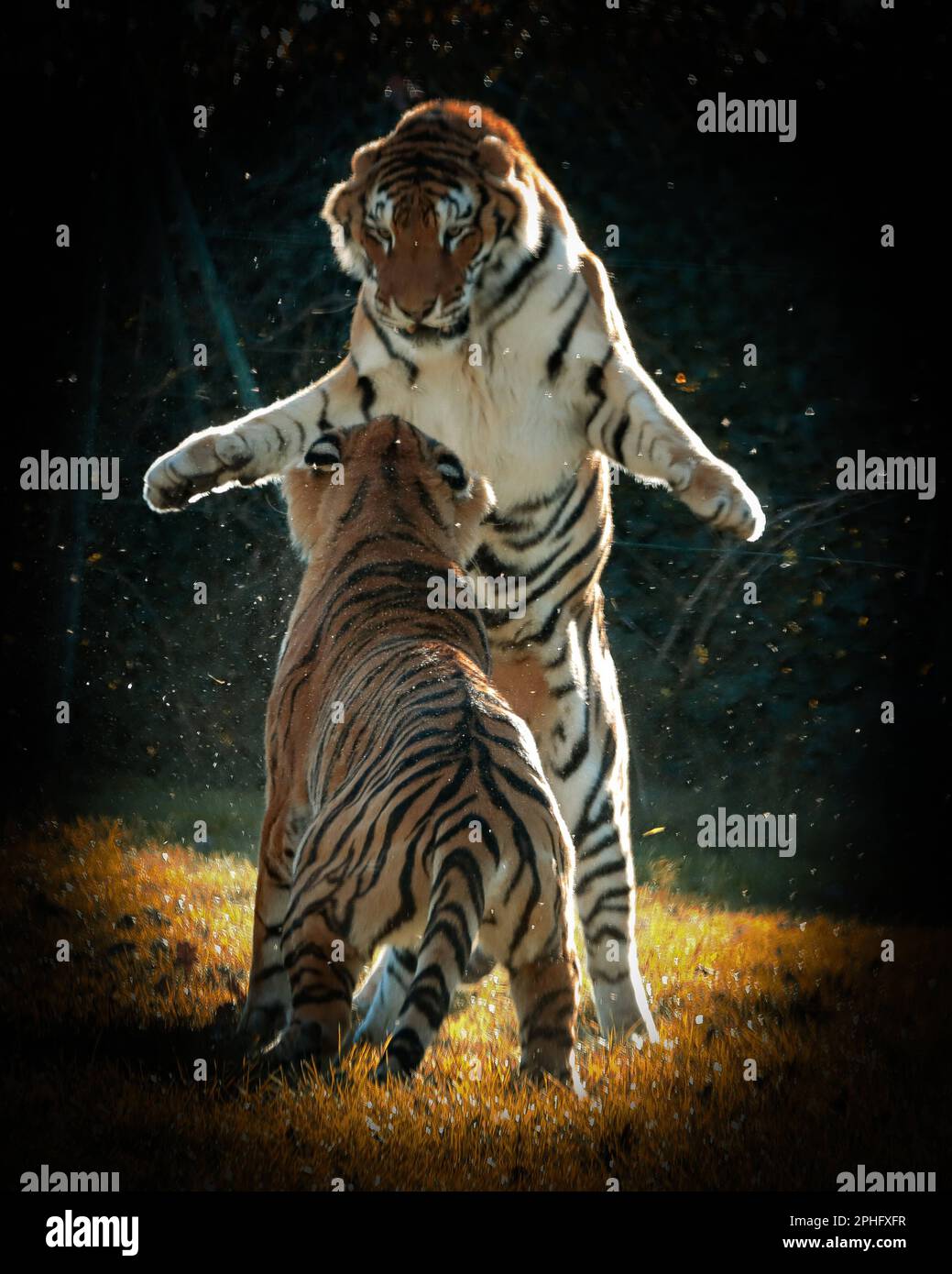 Torreggiando sul suo avversario. Italia: QUESTE immagini di PAWSOME mostrano una crudele lotta alle tigri, mentre questi due grandi gatti la combattono al sole del mattino. Un'immagine Foto Stock