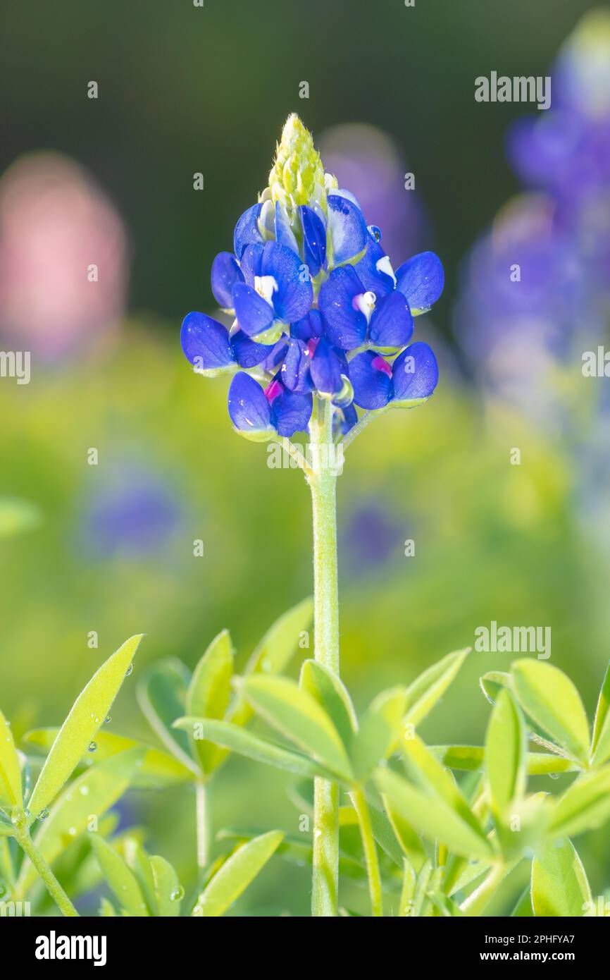 Un singolo Bluebonnet del Texas in un giardino primaverile con uno sfondo colorato ma smorzato. Foto Stock