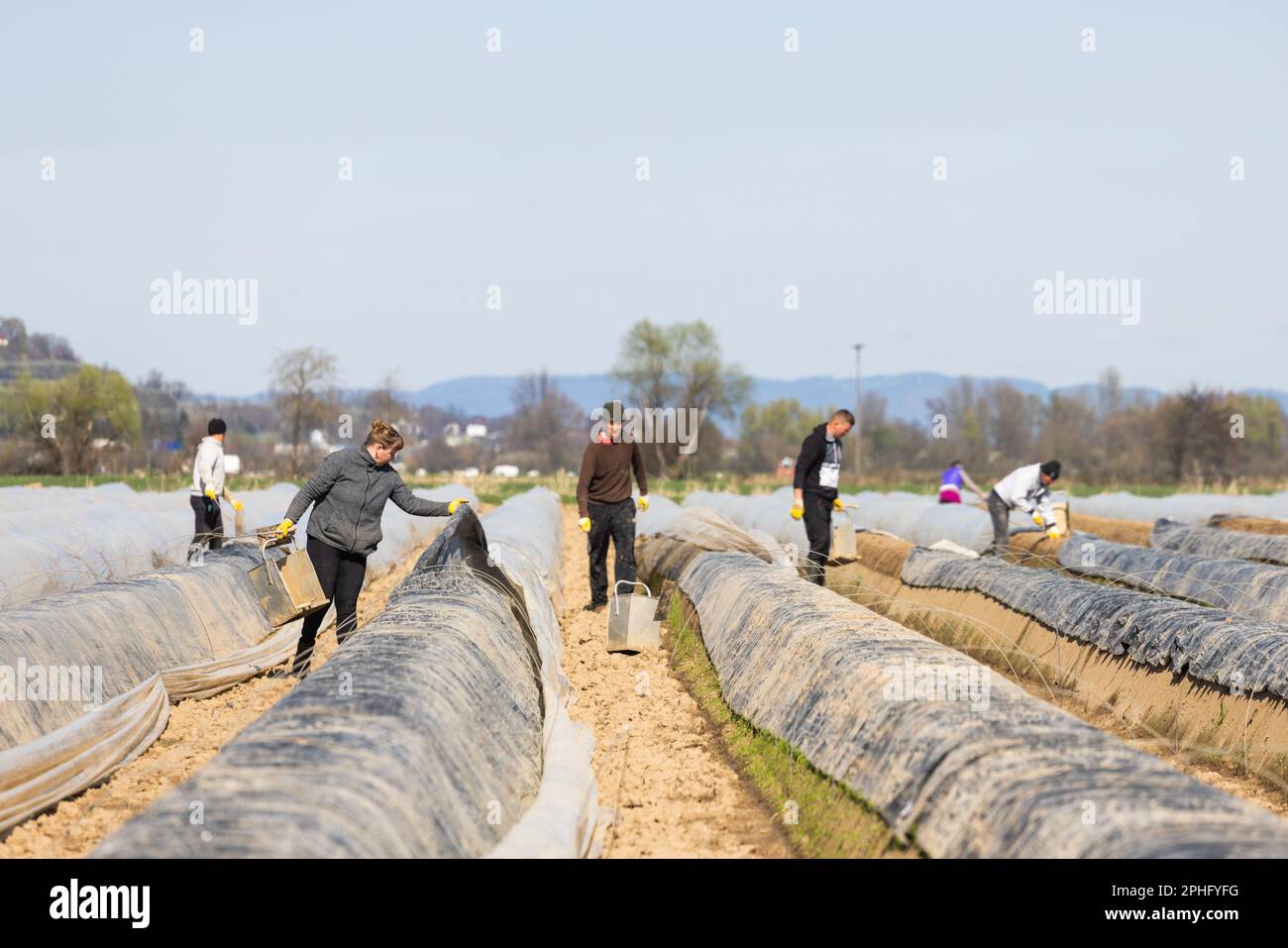 Hartheim, Germania. 28th Mar, 2023. I lavoratori della mietitura rimuovono i fogli dalle pareti della terra per la coltivazione degli asparagi in un campo vicino a Feldkirch. I fogli sono rimossi segmento per segmento e messi di nuovo in luogo dopo i germogli maturi di asparagi sono pricked per mantenere il calore nel terreno per le piante restanti. Con l'aumento delle temperature primaverili, anche gli asparagi crescono e si stacca dai campi in quantità maggiori. Credit: Philip von Ditfurth/dpa/Alamy Live News Foto Stock