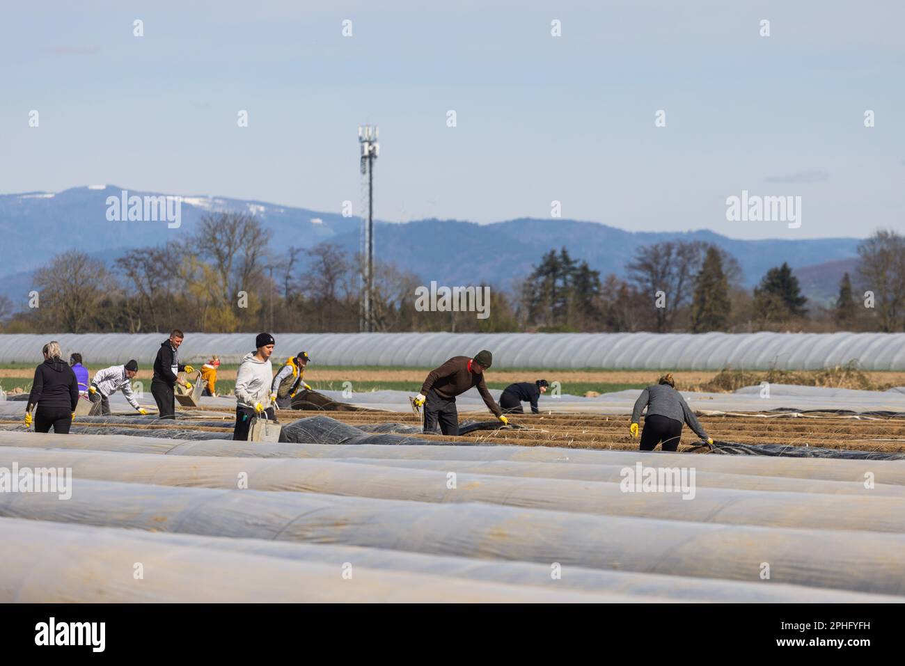 Hartheim, Germania. 28th Mar, 2023. I lavoratori della mietitura rimuovono i fogli dalle pareti della terra per la coltivazione degli asparagi in un campo vicino a Feldkirch. I fogli sono rimossi segmento per segmento e messi di nuovo in luogo dopo i germogli maturi di asparagi sono pricked per mantenere il calore nel terreno per le piante restanti. Con l'aumento delle temperature primaverili, anche gli asparagi crescono e si stacca dai campi in quantità maggiori. Credit: Philip von Ditfurth/dpa/Alamy Live News Foto Stock
