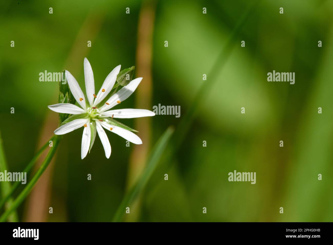 Una singola stella bianca comune in piedi alto in un lussureggiante prato illuminato dal sole di erba verde Foto Stock