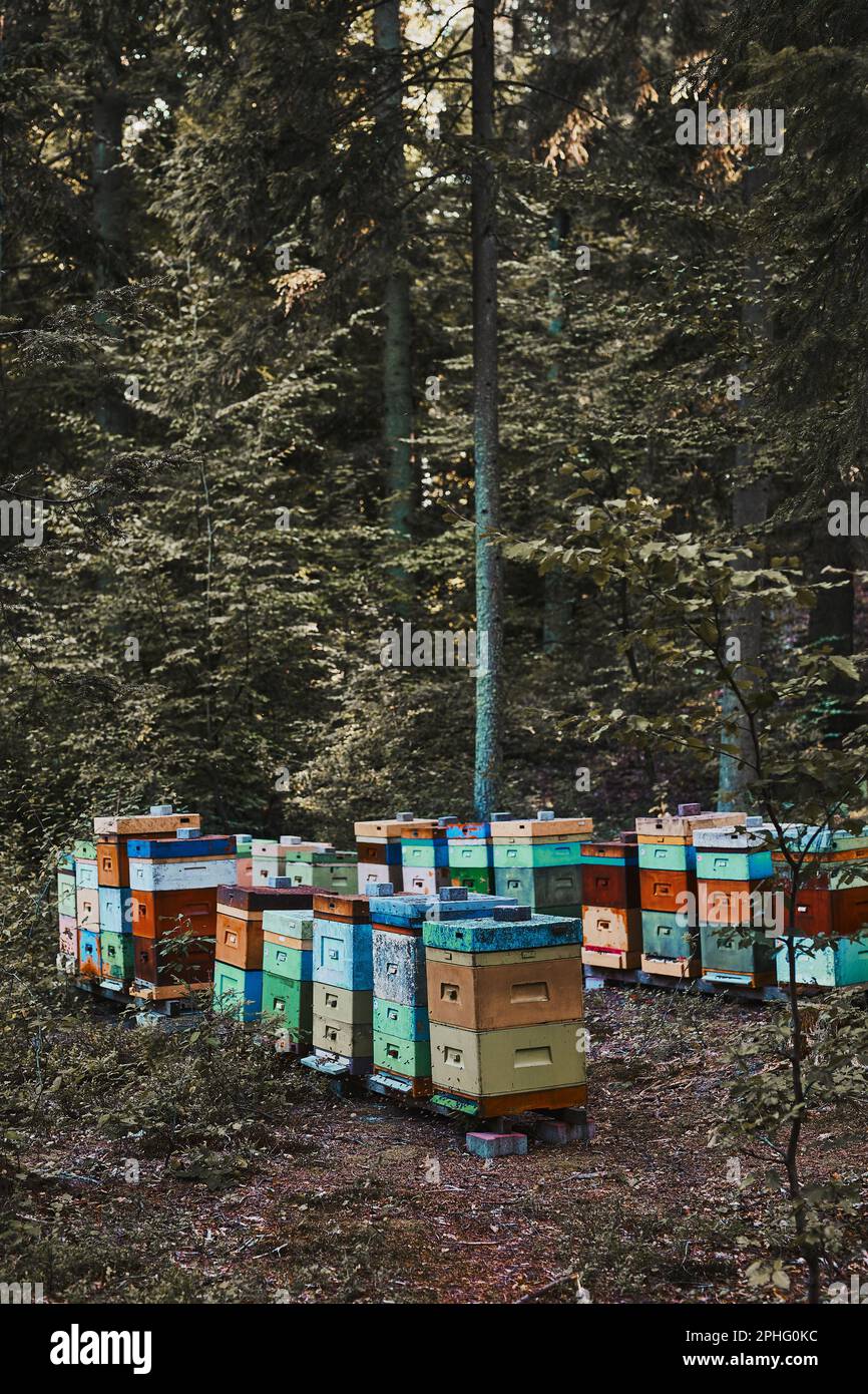 Apiario con alveari in un ambiente naturale forestale. Copia spazio in alto Foto Stock