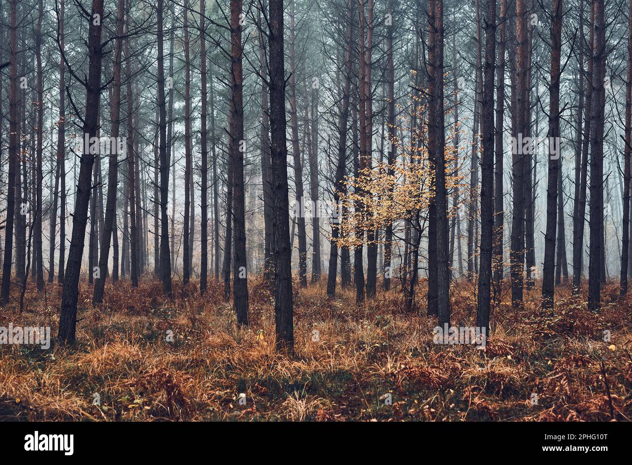 Foresta allagata da nebbia pesante. Natura paesaggio vista della foresta foggy in autunno stagione. Sfondo naturale della scena Foto Stock