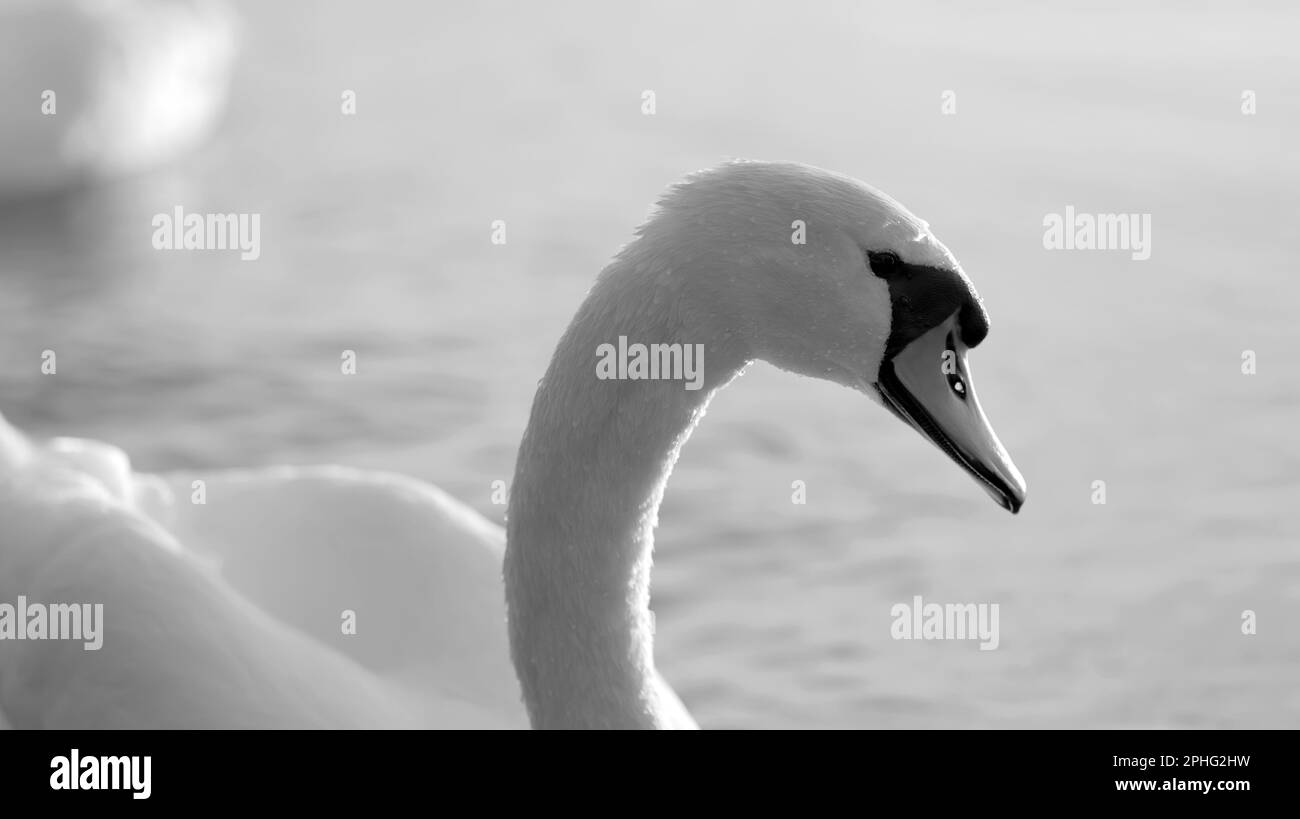Primo piano bianco e nero del profilo laterale del cigno con piccolo foro nel becco Foto Stock
