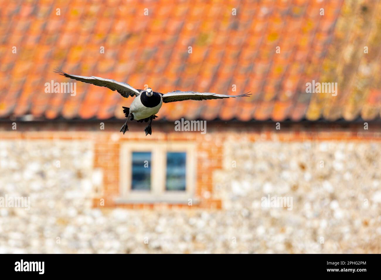 L'oca Barnacle vola di fronte alla fattoria in selce a Norfolk, Inghilterra Foto Stock
