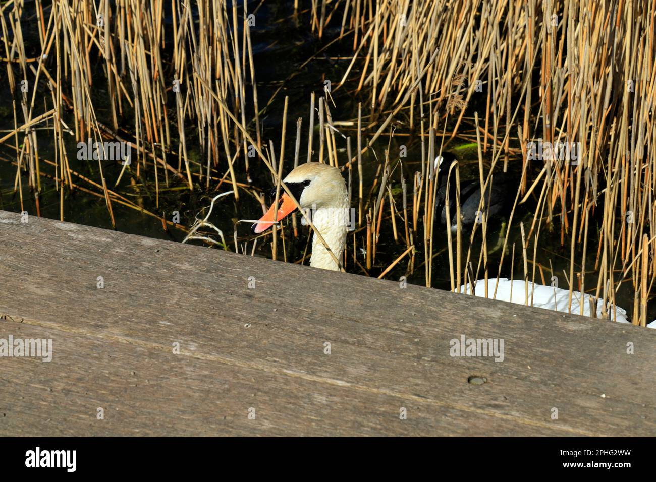 Mute Swan cygnus olor Cardiff Bay Wetlands Nature Reserve, Cardiff Bay, Galles del Sud, Regno Unito. Foto Stock