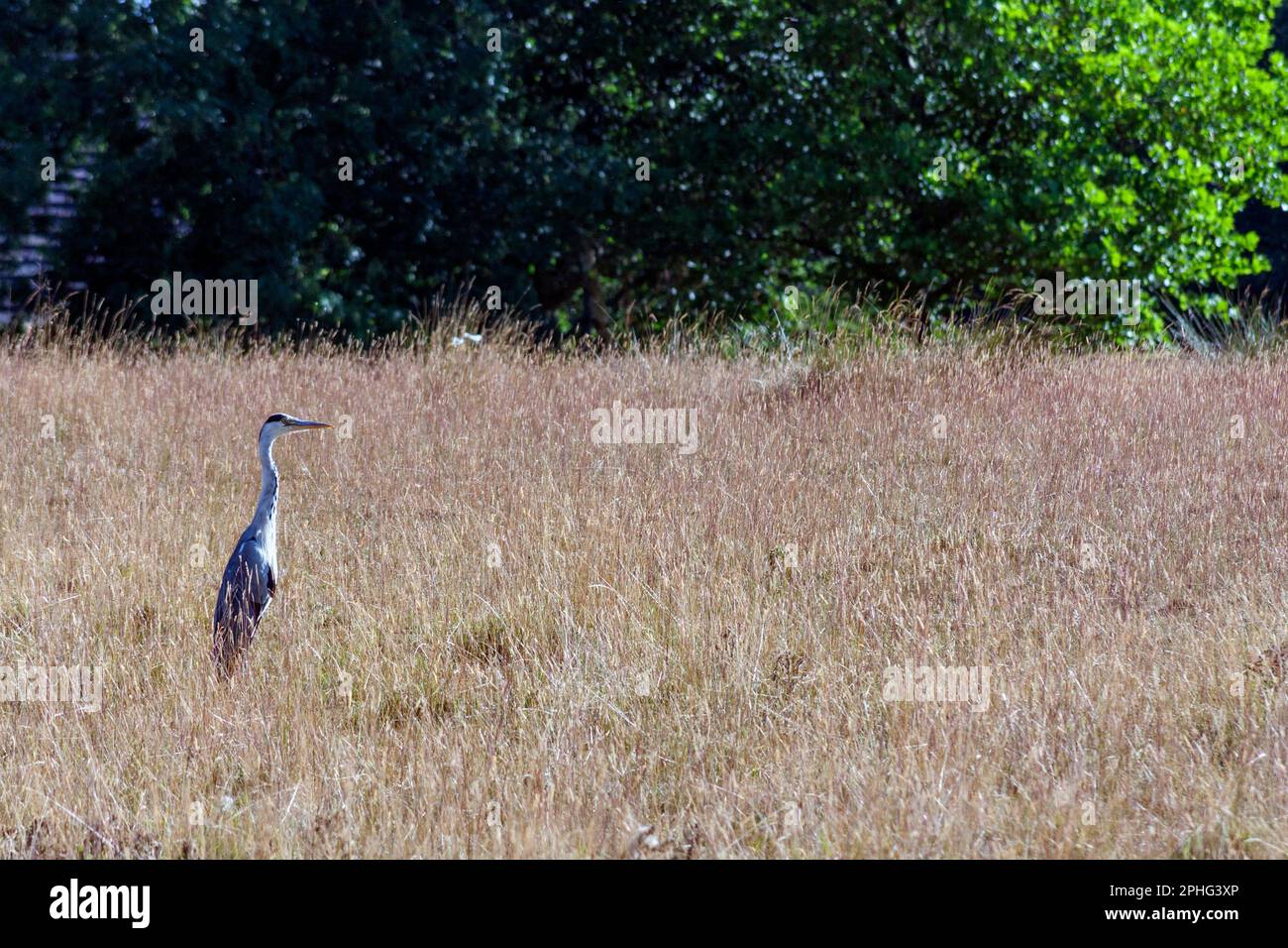 Leer Grey Heron nella campagna inglese Foto Stock