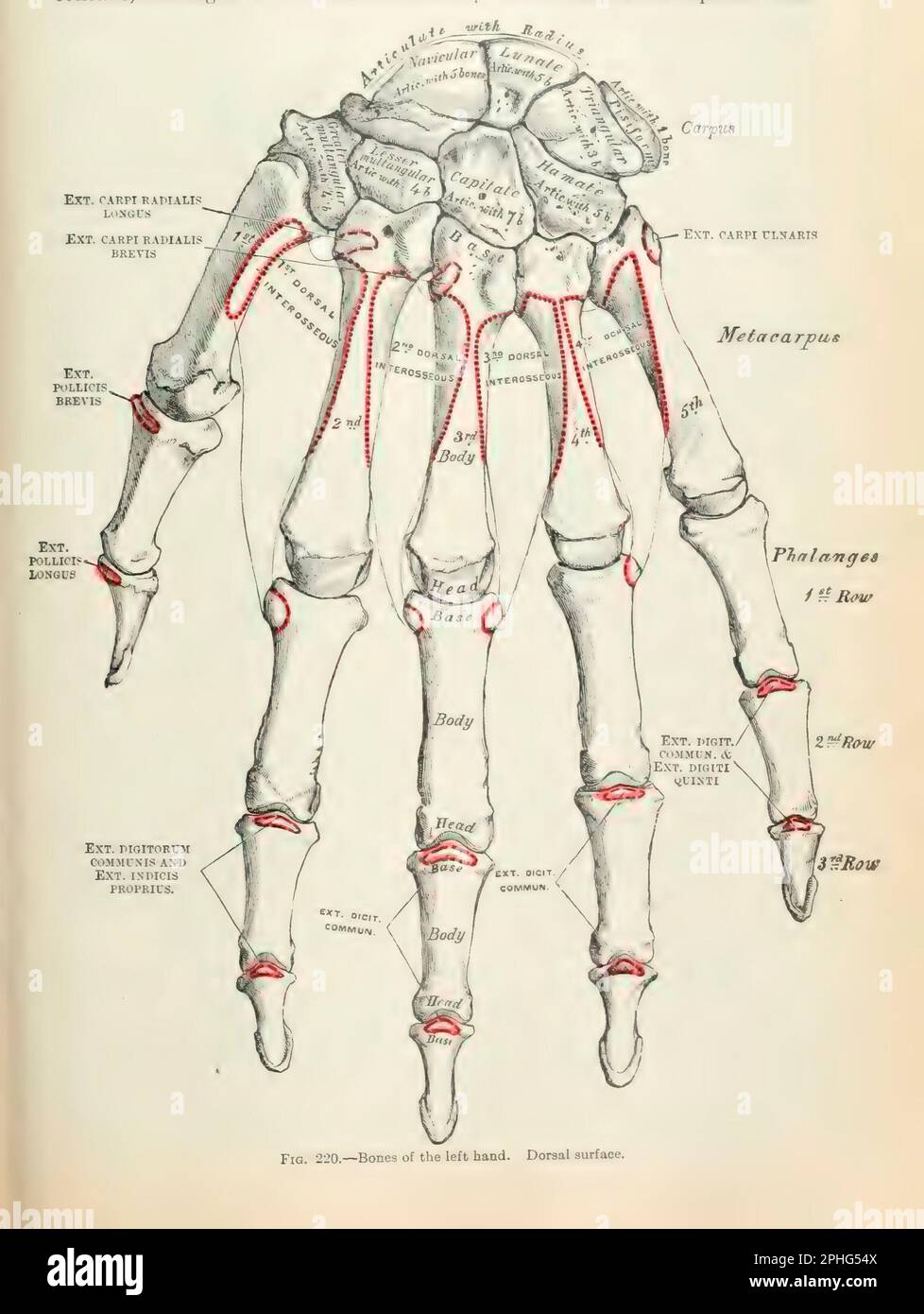 Anatomia del corpo umano, scritta da Henry Gray, illustrata da Henry Vandyke carter. Fig. 220 ossa della mano sinistra. superficie dorsale. Foto Stock
