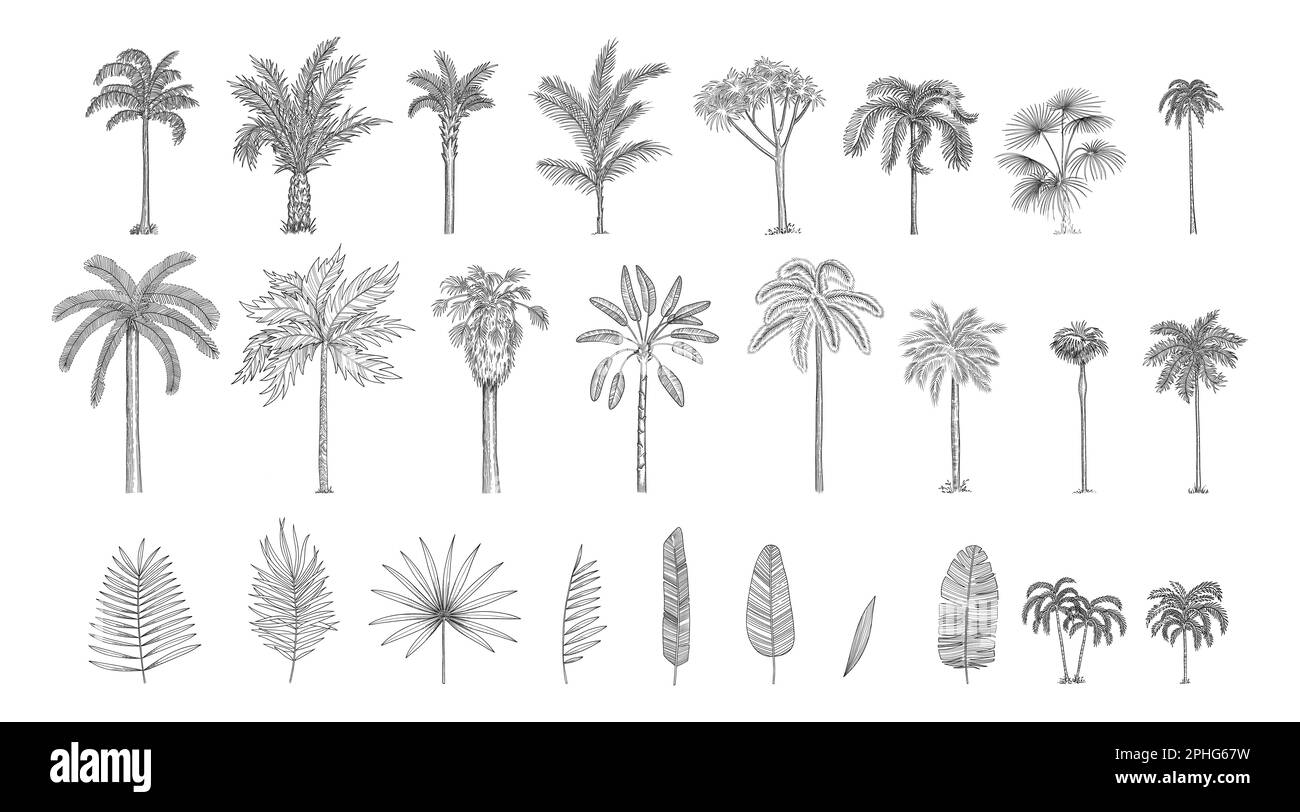 Set costruttore da realistiche silhouette nere isolate palme tropicali, rami e foglie di banana separate, talipot su uno sfondo bianco Illustrazione Vettoriale