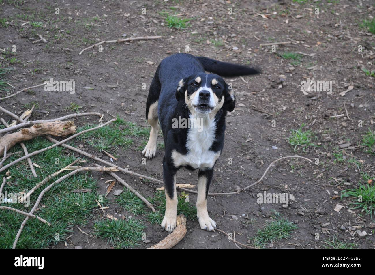 carino cane in posa Foto Stock