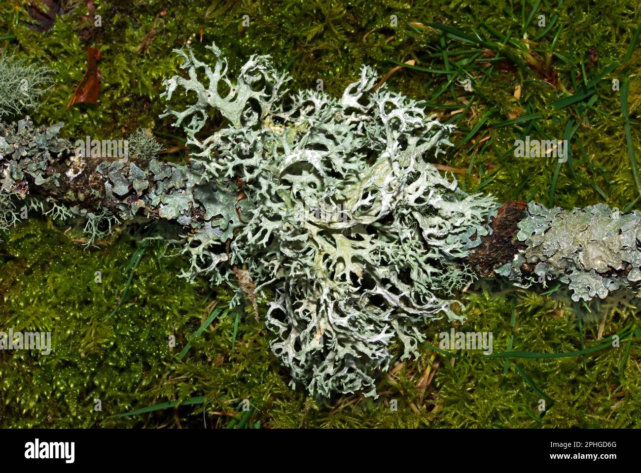 L'Evernia prunastri (ocmoss) si sviluppa principalmente su alberi di quercia. Si verifica in foreste montane temperate in tutto l'emisfero settentrionale. Foto Stock