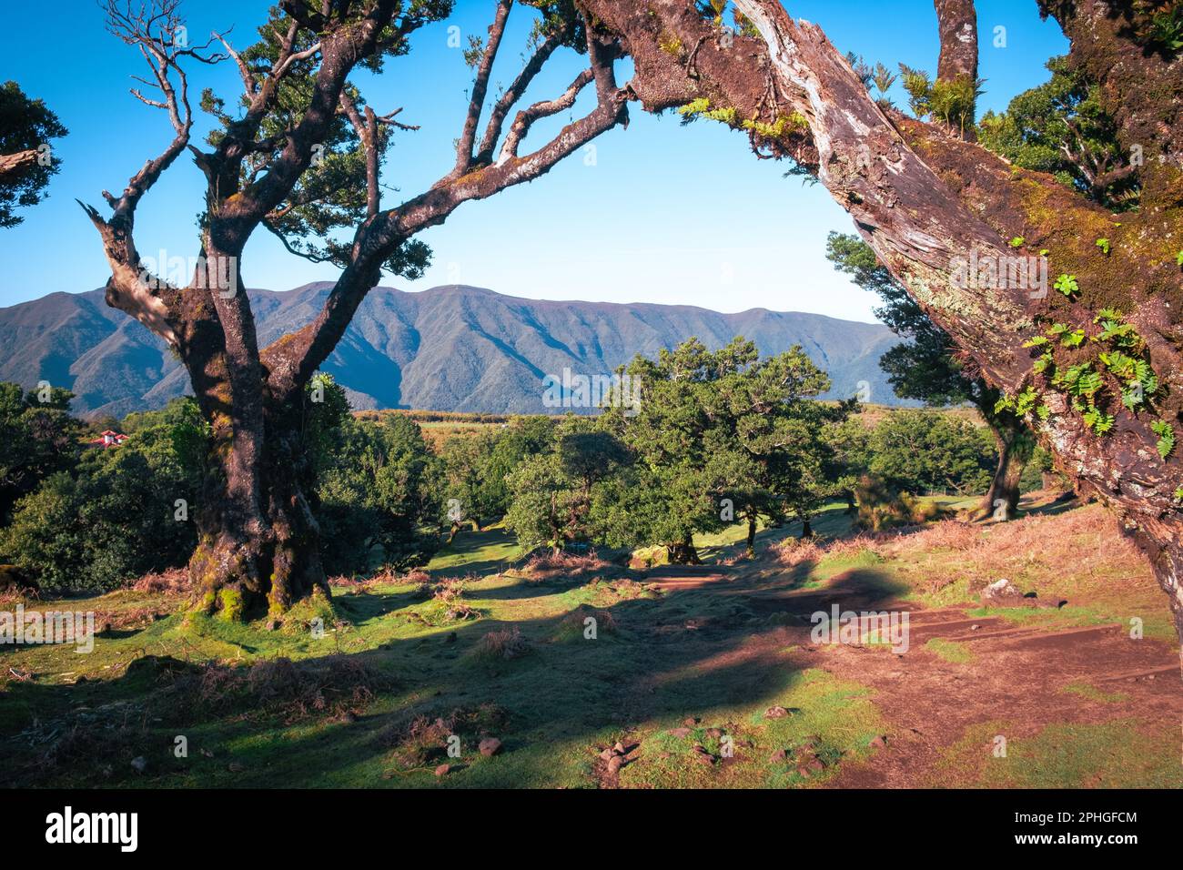 Fata foresta Madeira. Paesaggio mistico con condizioni meteorologiche luminose. Catena montuosa di Madeira sullo sfondo Foto Stock
