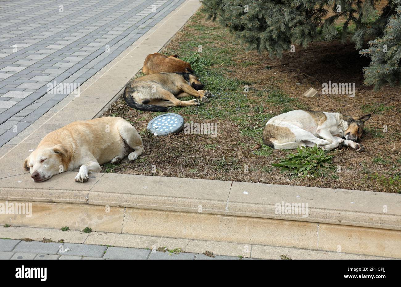 Cani randagi a Baku Foto Stock