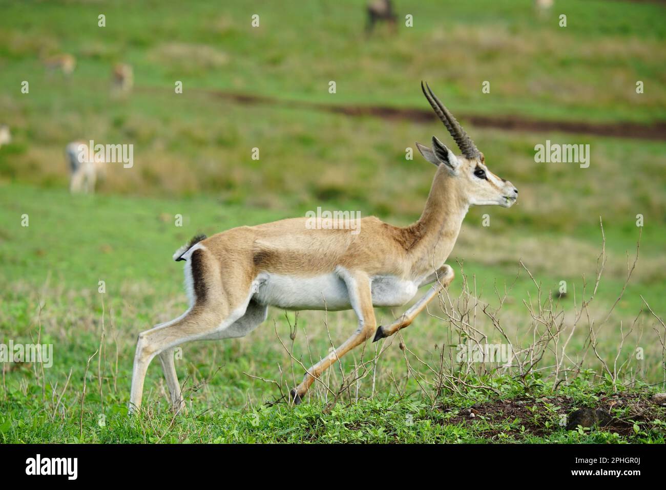 Impala a Ngorogoro Tanzania Foto Stock